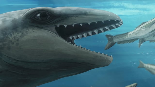An artist depiction of the newly named Janjucetus dullardi chasing a fish.