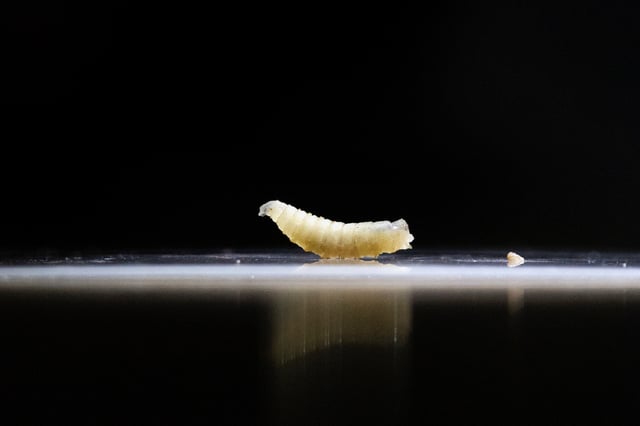 A sample of screwworms are displayed at the veterinary clinic, in Tapachula, Chiapas state, Mexico July 4, 2025. REUTERS/Daniel Becerril/File Photo
