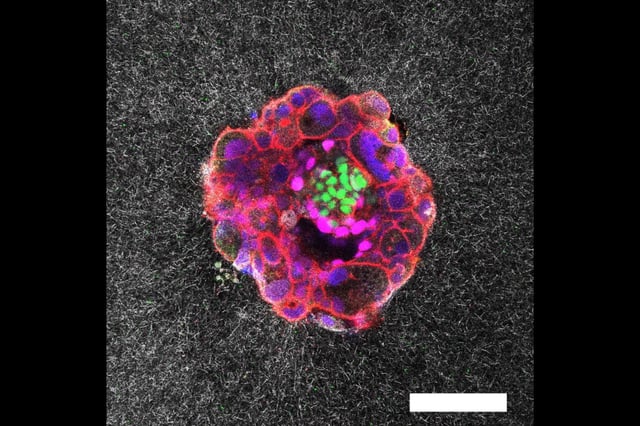 © Institute for Bioengineering of Catalonia (IBEC)