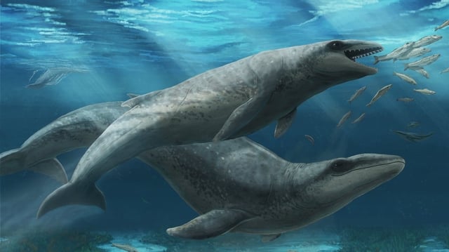 Today’s whales are massive and mighty. Twenty-five million years ago, they were puny and freakish.