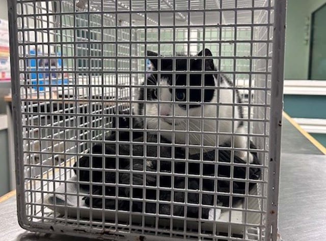 Bundespolizisten nahmen die Katze in Gewahrsam.