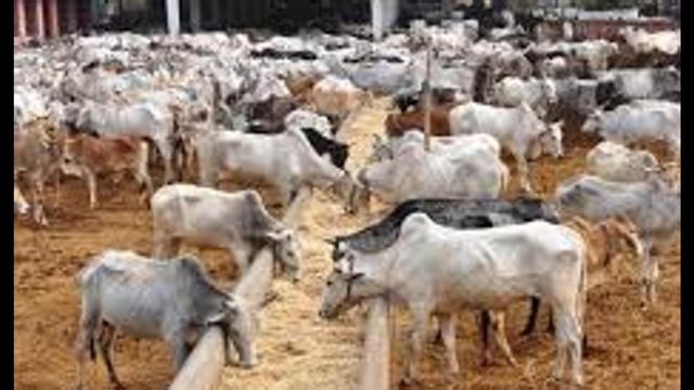 Two to 10 cow shelters in each of the 75 Uttar Pradesh districts will be developed as large model centres. (For Representation)