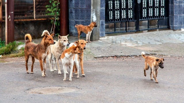 Varios perros fueron intoxicados en distintos barrios porteños