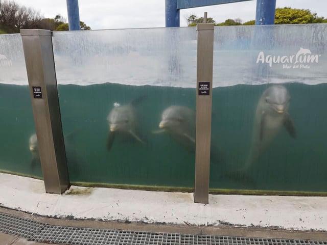 El color del agua donde viven los delfines del Aquarium Mar del Plata despertó una polémica
