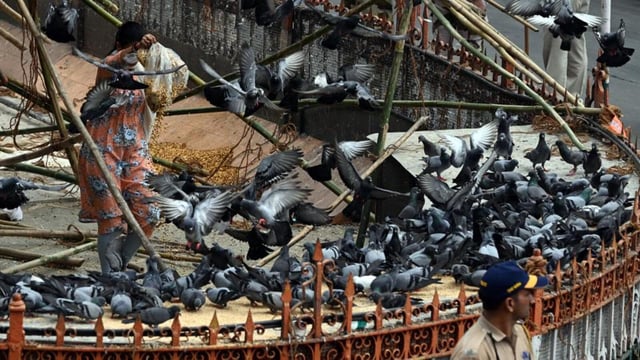 Mumbai, India. Aug 06, 2025: On Wednesday morning, over a hundred members of the Jain community protested at Dadar. They forcefully opened the Dadar Kabutarkhana, removed the plastic sheet, and offered grains to the pigeons. Mumbai, India. Aug 06, 2025. (Photo by Raju Shinde/HT Photo) (Raju Shinde)