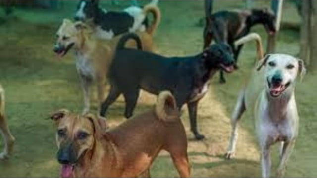 The campaign would continue for 20 to 25 days and teams of veterinary experts from Goa, Maharashtra and Delhi have been involved . (File)