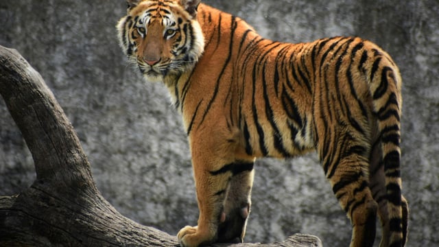 Ranthambore National Park is home to more than 60 tigers, as well as several other reptiles and mammals (Representational image). 