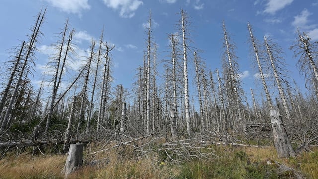 Klimawandel lässt Gletscher schmelzen, Wälder leiden und Seen austrocknen.