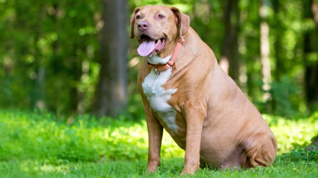 Surveys suggest 50 per cent of dogs and 43 per cent of cats are overweight
