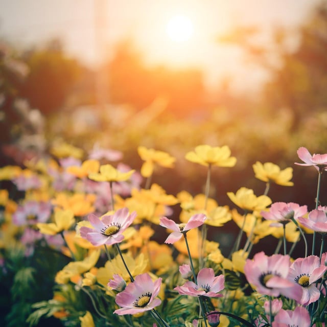 Garten-Tipps im August: Was kannst du jetzt noch aussäen?
