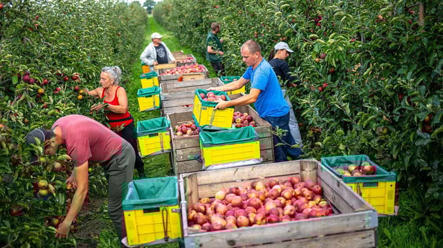 Auf einer Obstplantage im Alten Land werden Äpfel geerntet.