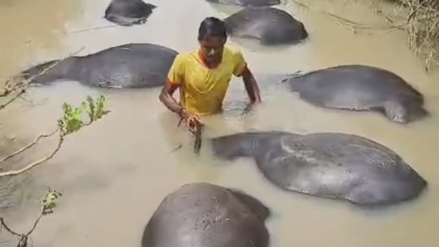 Buffaloes drowned in the river