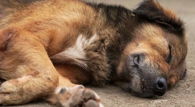 Crecen los casos de perros envenenados en el barrio porteño de Palermo