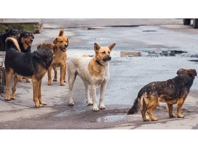 Preucupación en los barrios Belgrano y Las Cañitas por las mascotas.