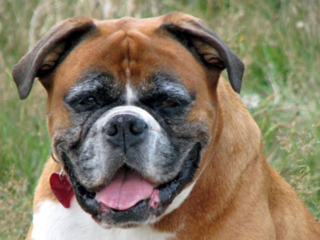 Una farmacéutica planea hacer pruebas con un "ozempic" canino.