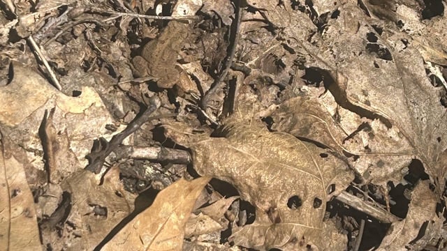 Can you spot the frog?