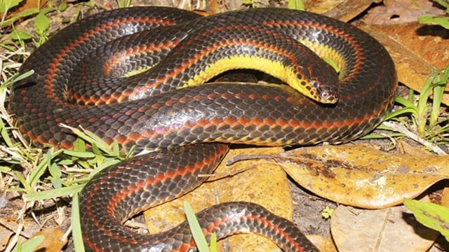 The Florida Fish and Wildlife Conservation Commission (FWC) has urged that the sightings of the rainbow snake be reported