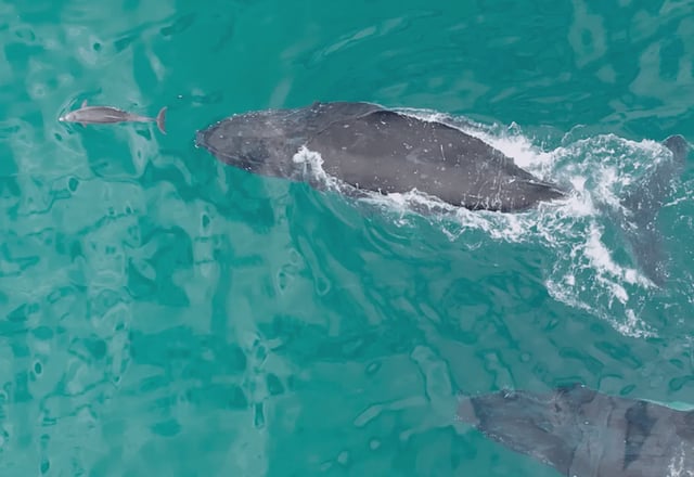 A bottlenose dolphin is seen "bow riding," or swimming just in front of a humpback whale, potentially getting a boost from the wave created by the larger mammal.