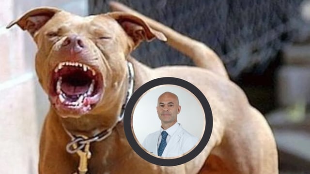 Cinco pitbulls atacaron a un prestigioso neurocirujano mientras entrenaba: \"Gracias a la ayuda puedo contarlo\". Foto: Los Andes