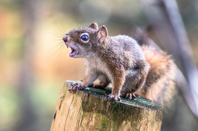 faché squirrel
