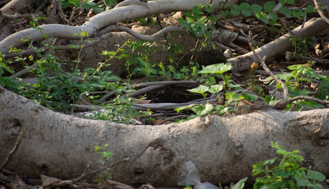The optical illusion showed greenery where a snake was camouflaged, puzzling many.