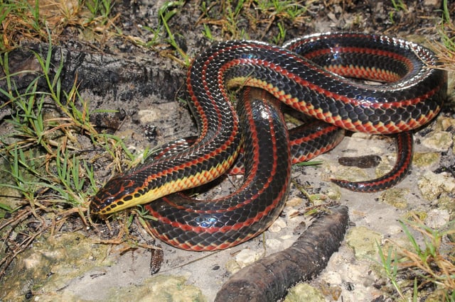 Rainbow snake
