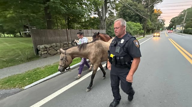 Escaped ponies pictured with their police escort in Hamilton, Massachusetts.