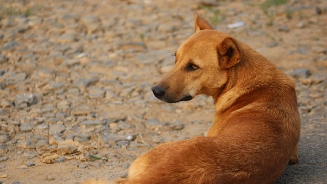 According to the state surveillance unit’s infectious disease report, Karnataka reported 2.8 lakh dog bite cases between January and August 2025 alone.