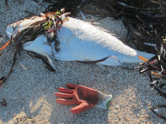 A dead snapper photographed on the beach at Parham this week, with a glove placed alongside to provide an idea of size. (Alvin Jenkin)