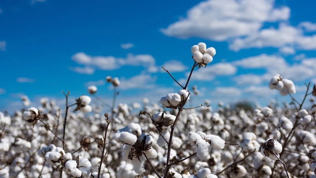 RAW COTTON