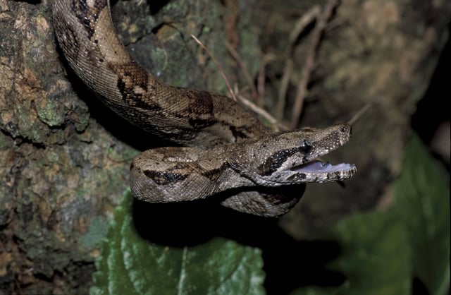 Eine Boa Constrictor (Symbolbild).