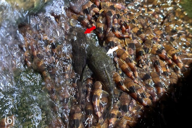 © Manoela M. F. Marinho et al., 2025.