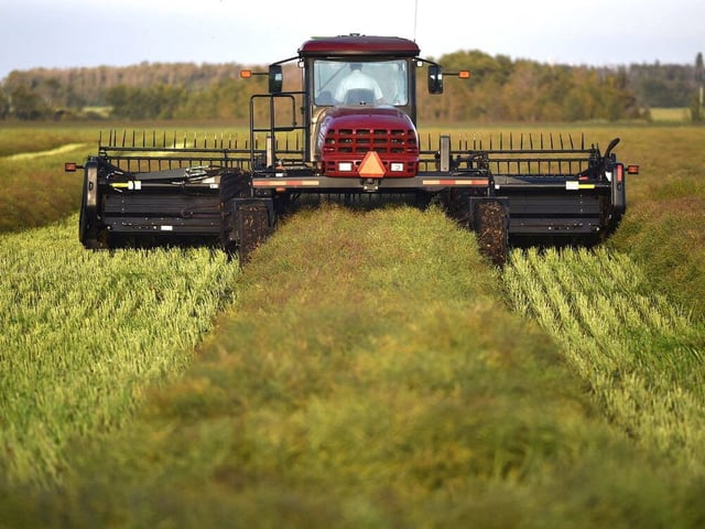 A farmer driving a swather cuts a canola crop, forming them into windrows during harvest in a field near the International Airport in Edmonton, September 4, 2019.