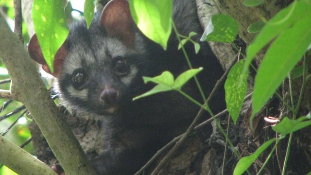 The high court officials confirmed that a palm civet had been captured by forest officials early Tuesday. (HT sourced photo)