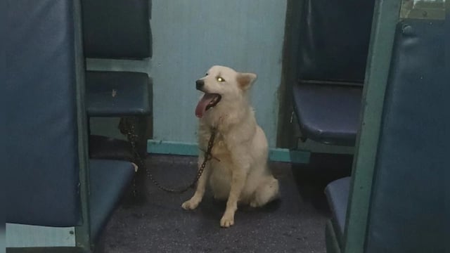 Pet owner abandons dog on Patna train. Image Source: NitinSabrangi/ X