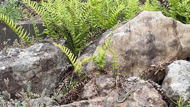 Can you spot all the lizards?