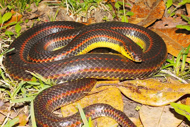 Rainbow snake (Handout/Florida Fish and Wildlife Conservation Commission)