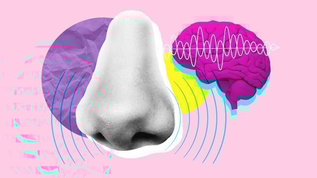 Radio wave stimulation of the brain was found to result in a more acute sense of smell that lasted for up to a week