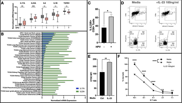 HPV16 E6 and E7 expressing cancer cells suppress the antitumor immune response by upregulating KLF2-mediated IL-23 expression in macrophages