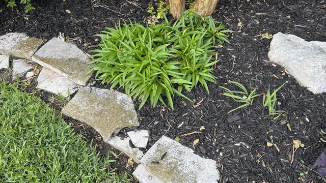 Can you spot the snake?