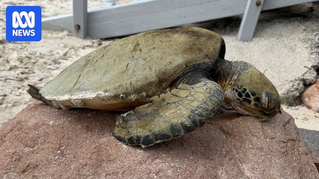 A deceased turtle on a rock