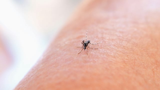 Dengue is a viral infection that spreads from mosquitoes and is common in tropical climates