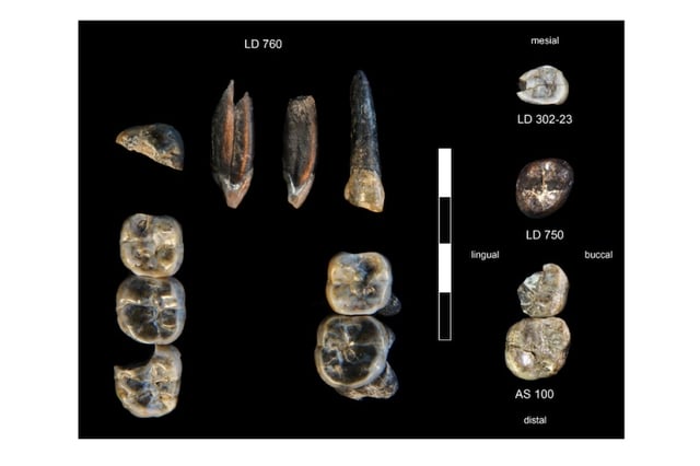 A photo of the 13 fossil teeth collected at the Ledi-Geraru site between 2015 and 2018. Teeth on the left of the scale, under the LD760 label are from the new Australopithecus species. So is the tooth labeled LD-750. Teeth labeled LD302 and AS 100 are from the early Homo species. Image via Brian Villmoare of University of Nevada, Las Vegas / Arizona State University.