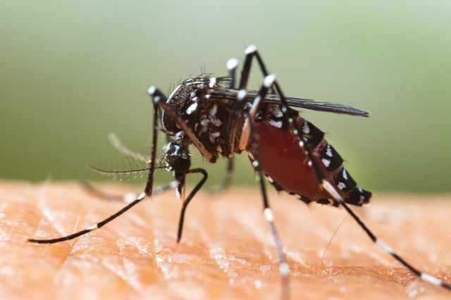 Un mosquito tigre, en una imagen de recurso.