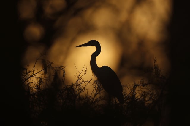 In this Oct. 18, 2019 file photo, a great egret is seen on top of a tree at dawn in Everglades National Park, near Flamingo, Fla.