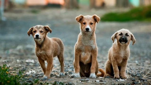 Stray dogs 