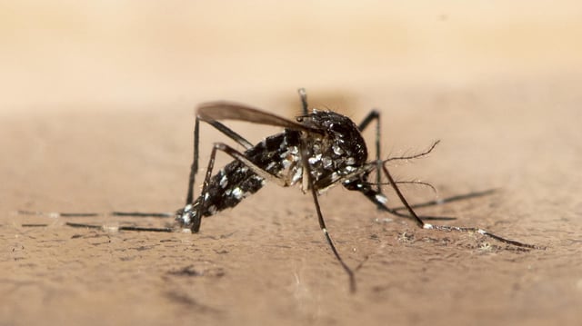 Asiatische Tigermücke