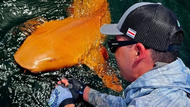 Rare Bright Orange Shark With White Eyes Spotted In Costa Rica  | Image: ParisminaDomusDei / Facebook