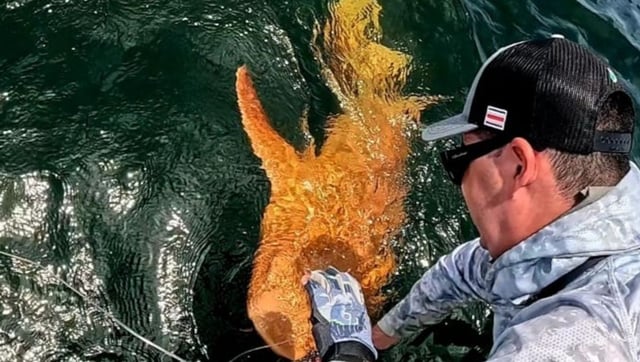 First-of-Its-Kind Bright Orange Nurse Shark Recorded Off Costa Rica Makes History