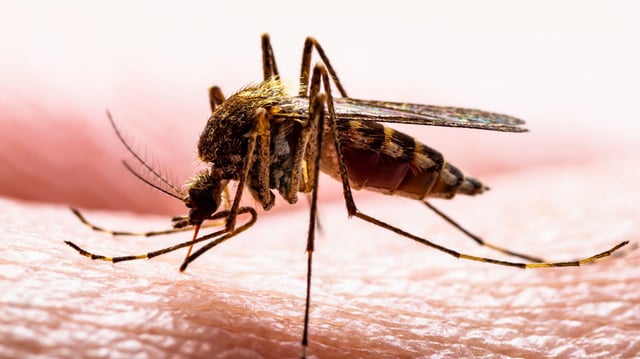 The world’s deadliest creature isn’t a shark or snake — it’s the mosquito. And Europe is now facing record outbreaks.
